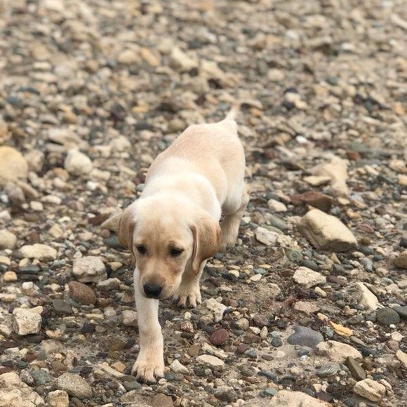 Meet your Posher, Jada - Picture 1 of 1